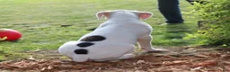 Boxer dogs for sale: Orlando - Ad 12
