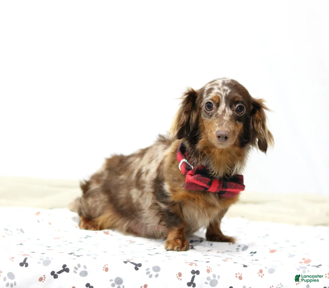 Miniature Dachshund dogs for sale: Gabby - Ad 5