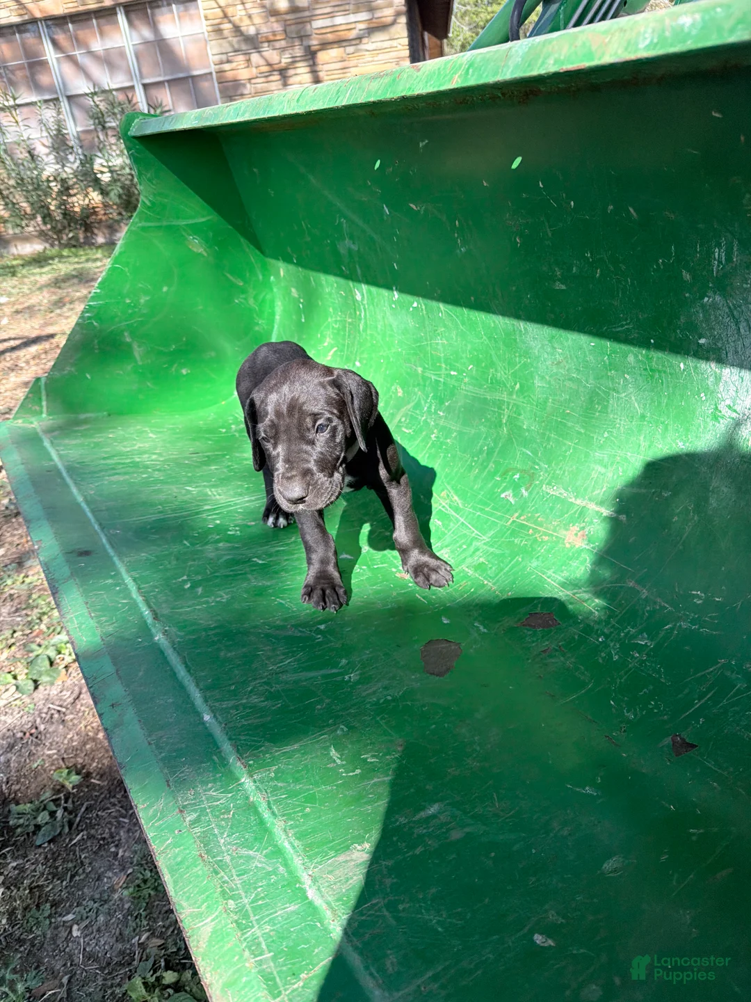 Great Dane dogs for sale: Vixen - Ad 1