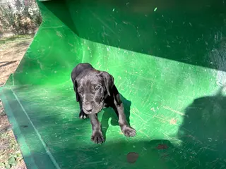 Great Dane dogs Vixen - Ad 11