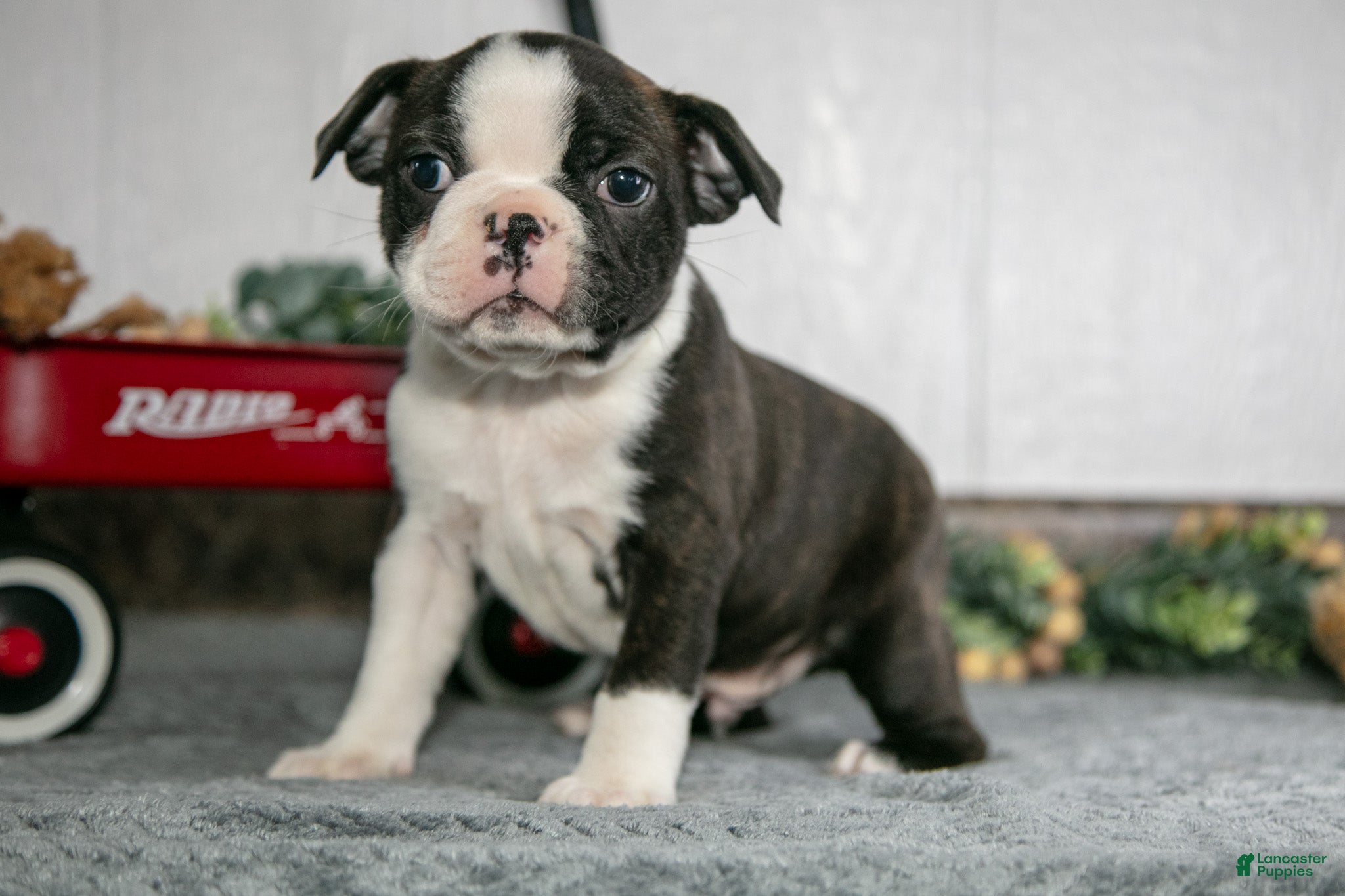 Boston Terrier dogs Lenny - Ad 2