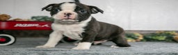 Boston Terrier dogs for sale: Lenny - Ad 2