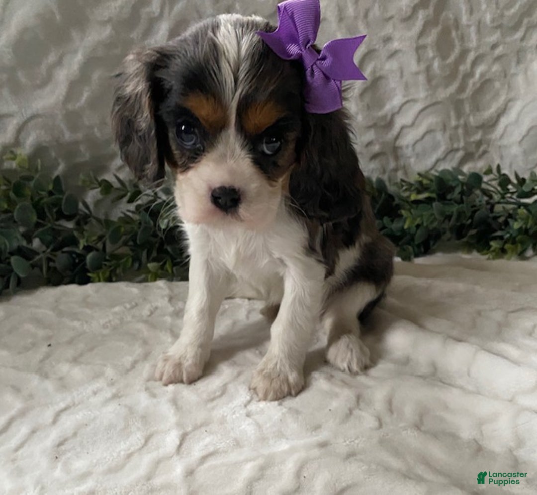 Cavalier King Charles Spaniel dogs for sale: Greta- Blue Merle - Ad 2