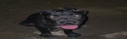 Cane Corso dogs for sale: Shelby  - Ad 1