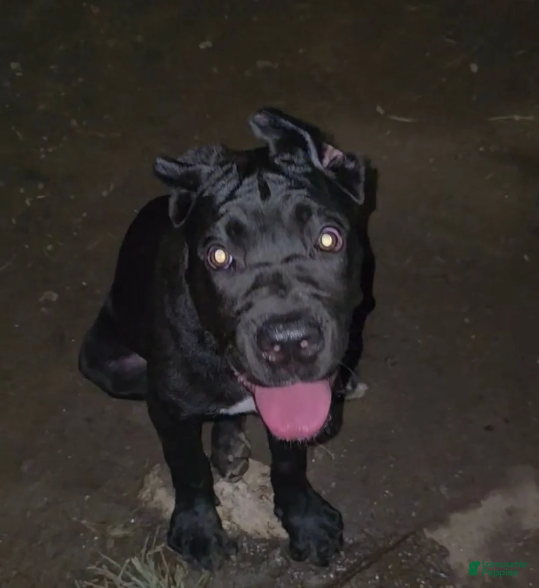 Cane Corso dogs for sale: Shelby  - Ad 1