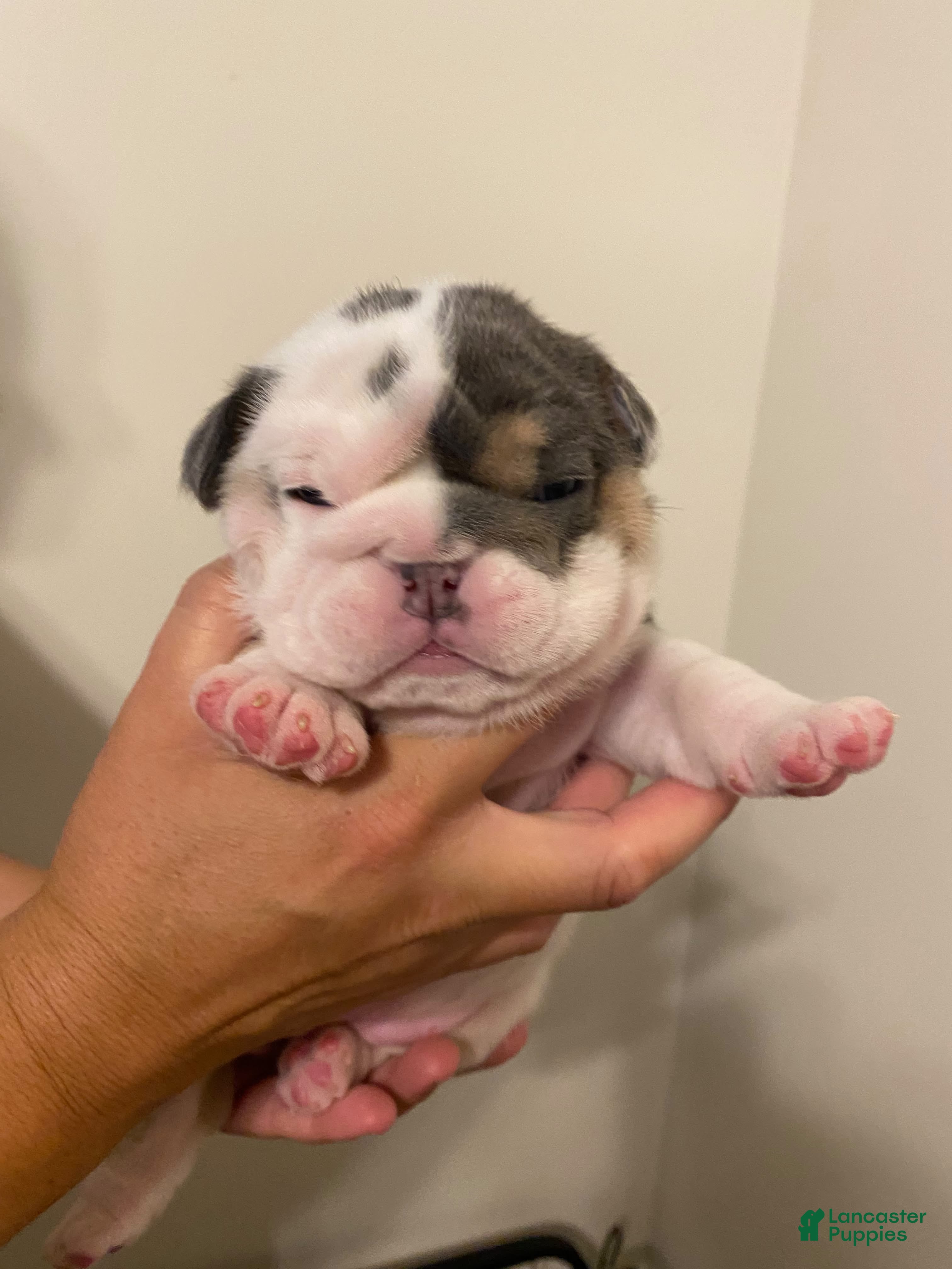 English Bulldog dogs Connie - Ad 1
