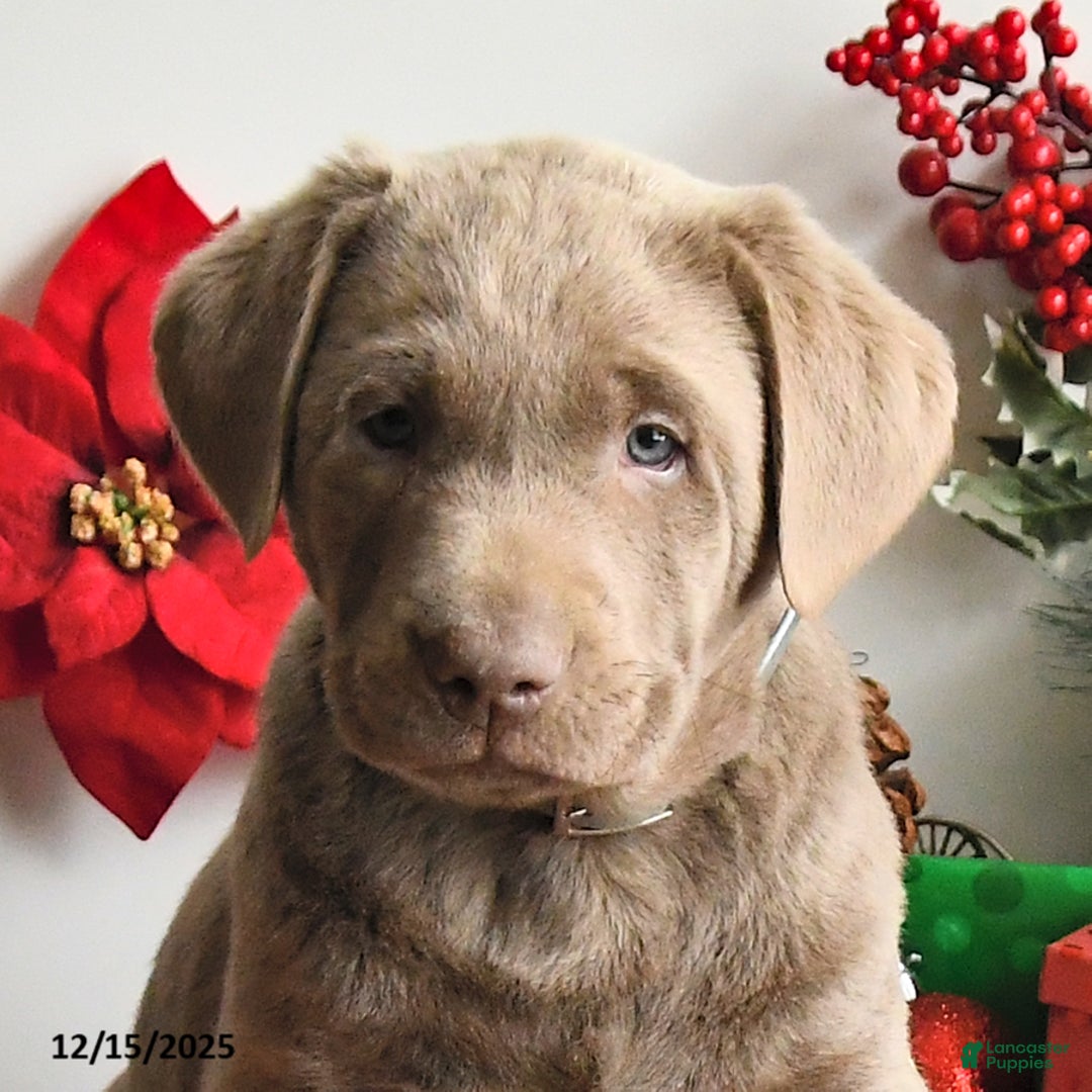 Labrador Retriever dogs for sale: Sam - Ad 2