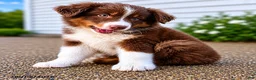 Australian Shepherd dogs for sale: Buttercup - Ad 1