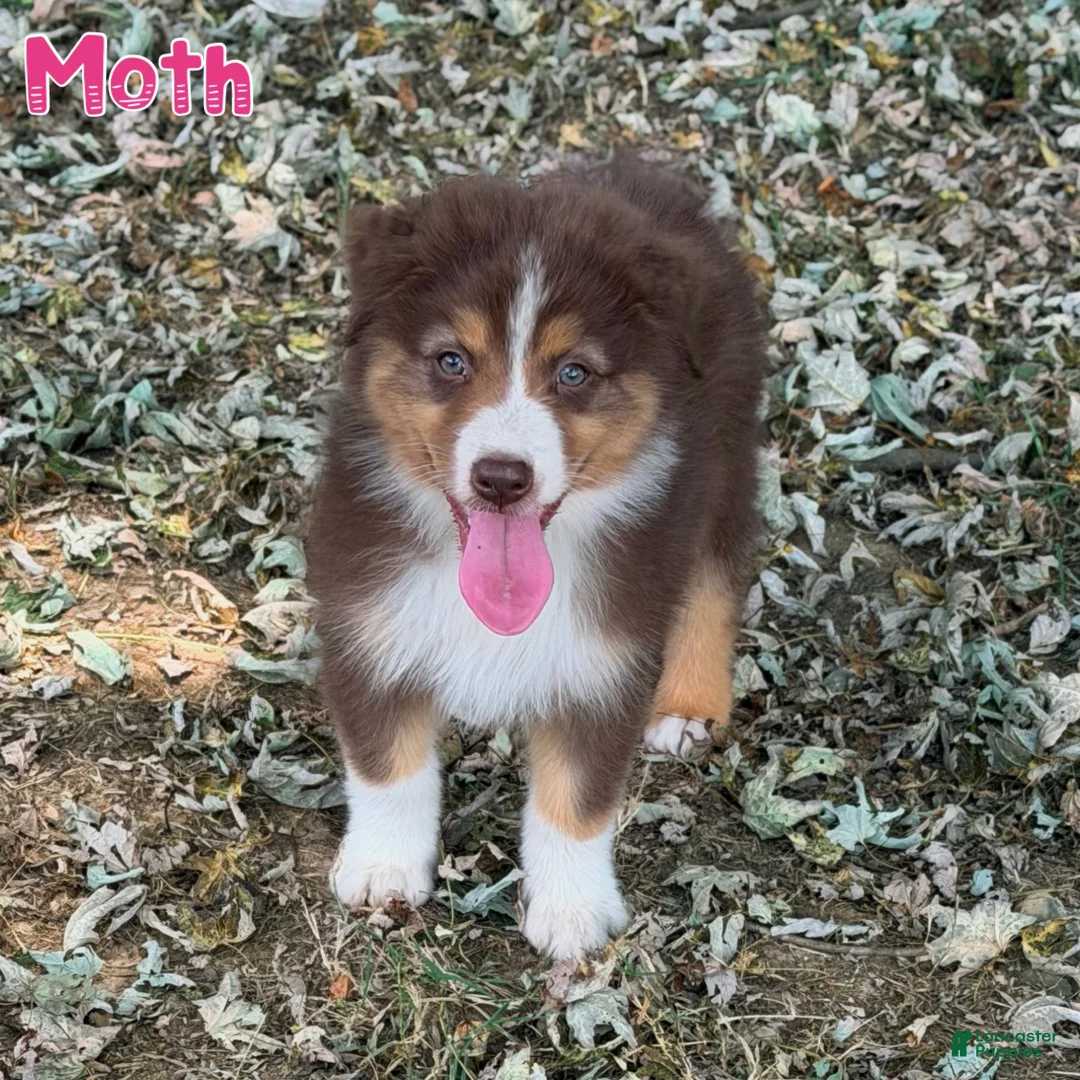 Australian Shepherd dogs for sale: Moth - Ad 2