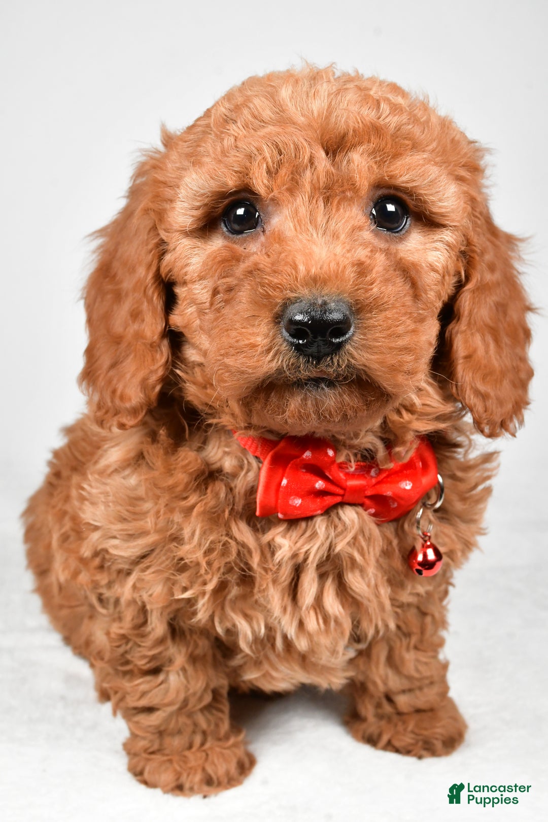 Mini Goldendoodle dogs for sale: Ritz f one b - Ad 6