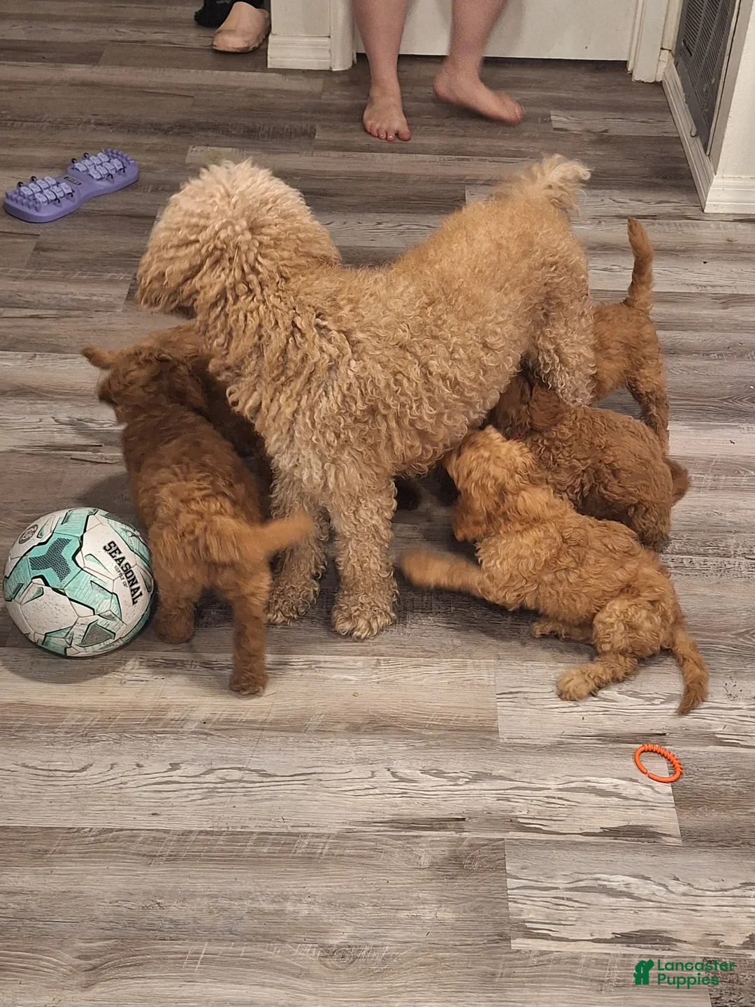 Gallery Image {{count}}