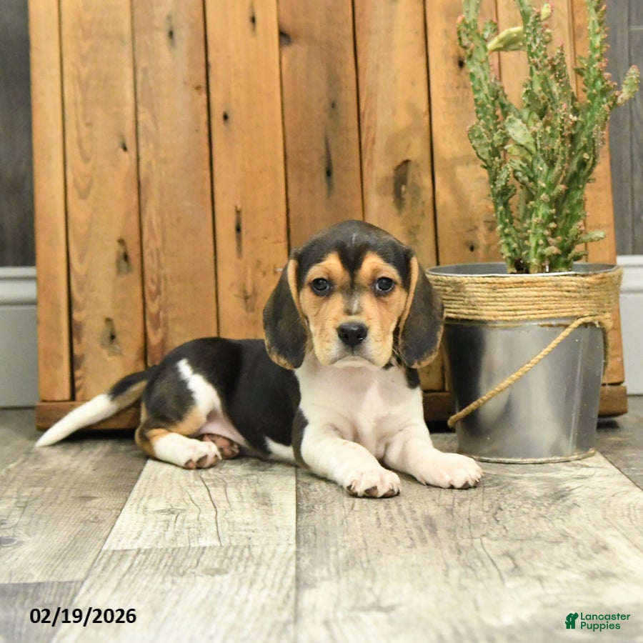 Beagle dogs Katrina - Ad 2