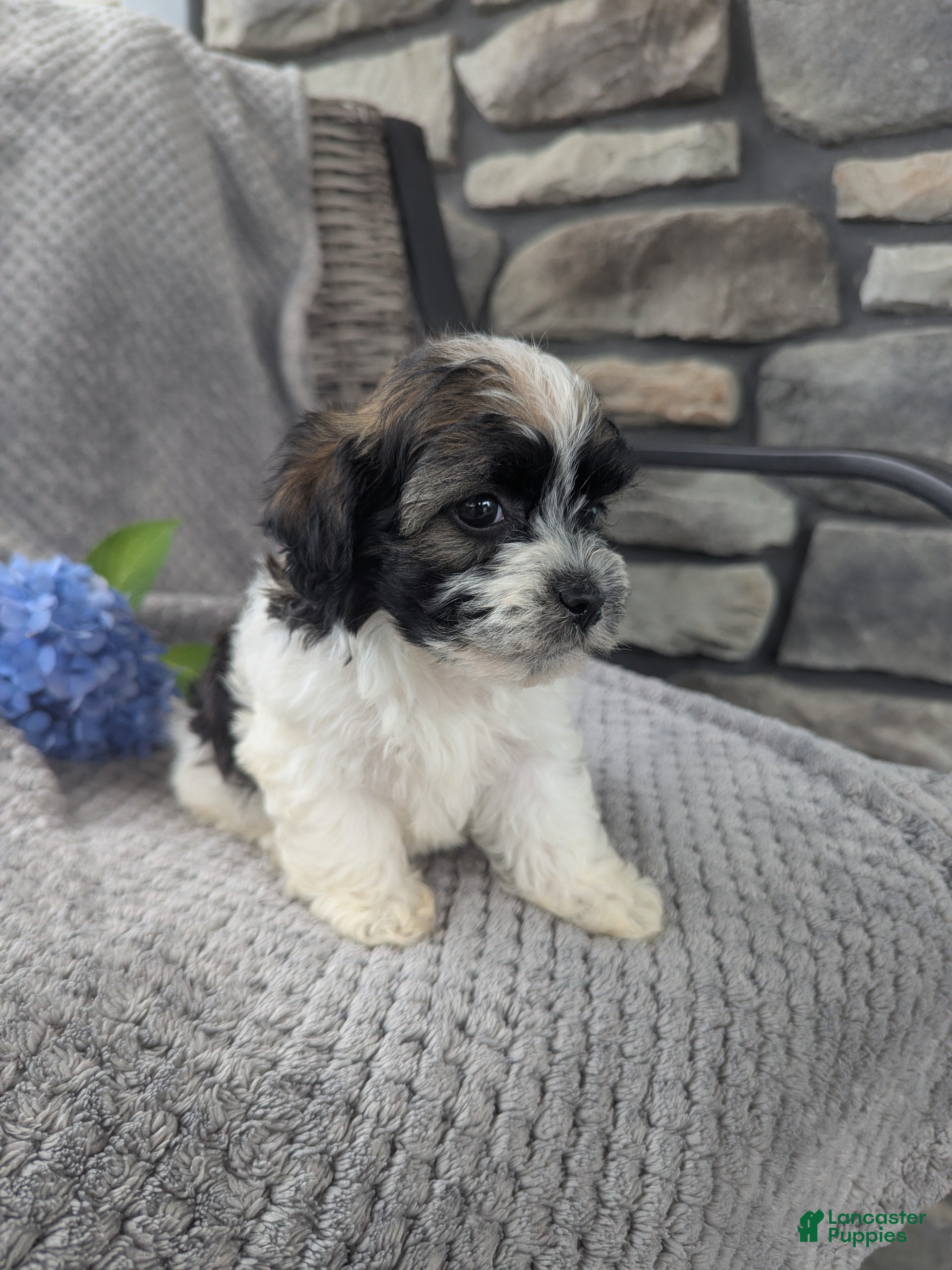 Havanese dogs Leo - Ad 1