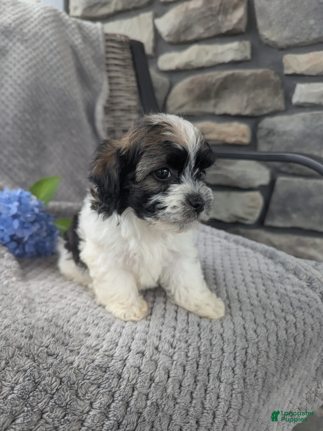 Havanese dogs for sale: Leo - Ad 2