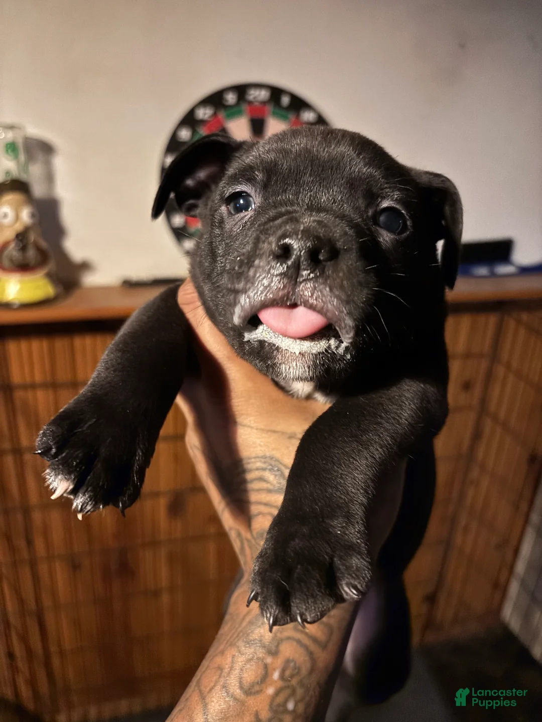 Mixed Breed dogs for sale: Mixed Breed Puppy 1 - Ad 1