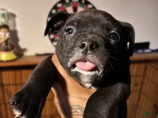 Mixed Breed dogs Mixed Breed Puppy 1 - Ad 4