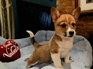 Mixed Breed dogs Paloma - Ad 2