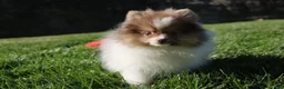 Pomeranian dogs for sale: Bentley AKC - Ad 2