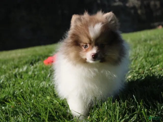 Pomeranian dogs for sale: Bentley AKC - Ad 2