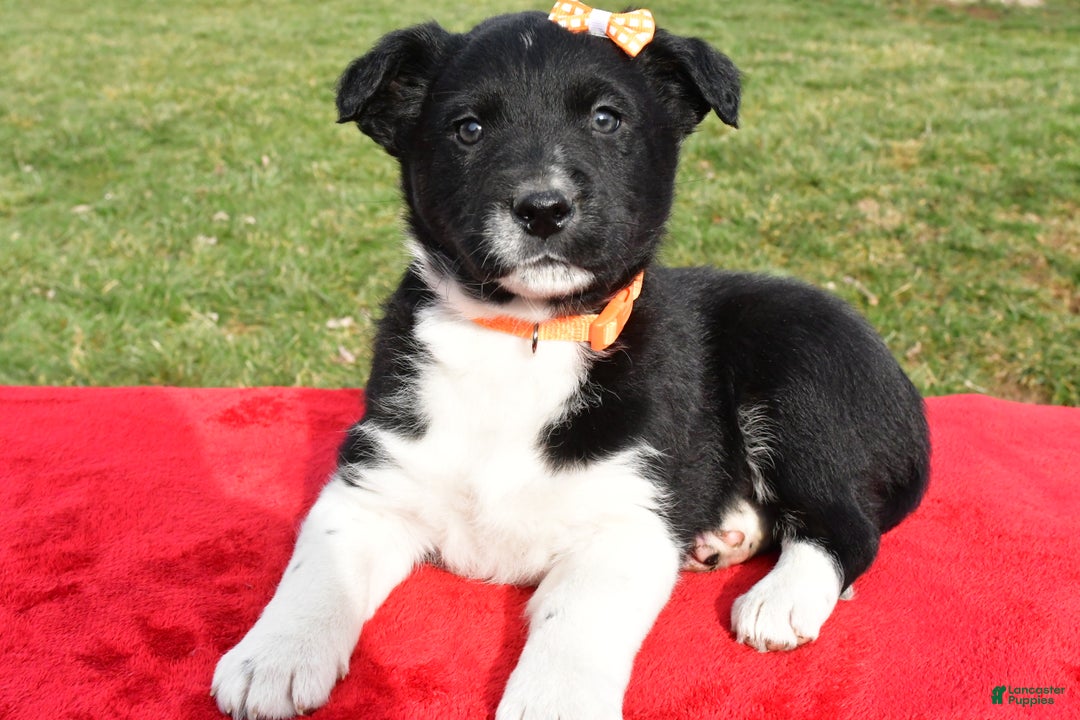 Mixed Breed dogs for sale: Milo - Ad 6