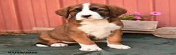 Mixed Breed dogs for sale: Kyla - Ad 2