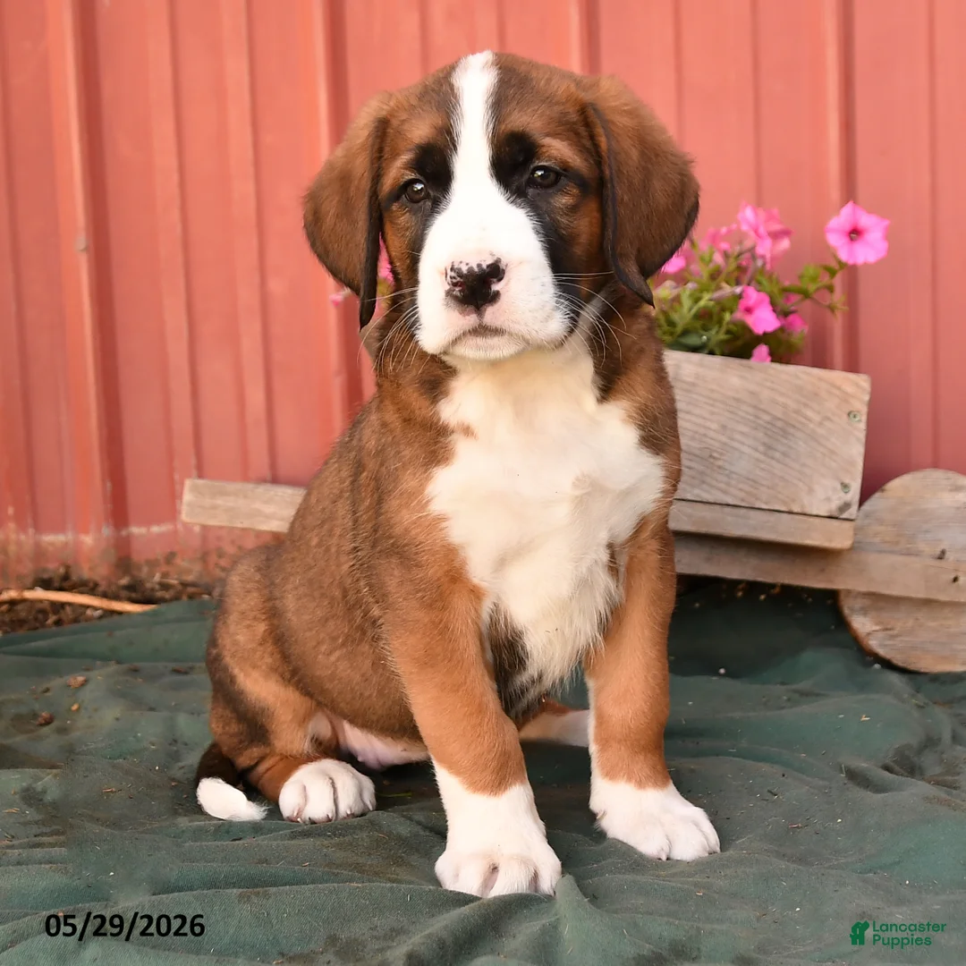 Mixed Breed dogs for sale: Kyla - Ad 2