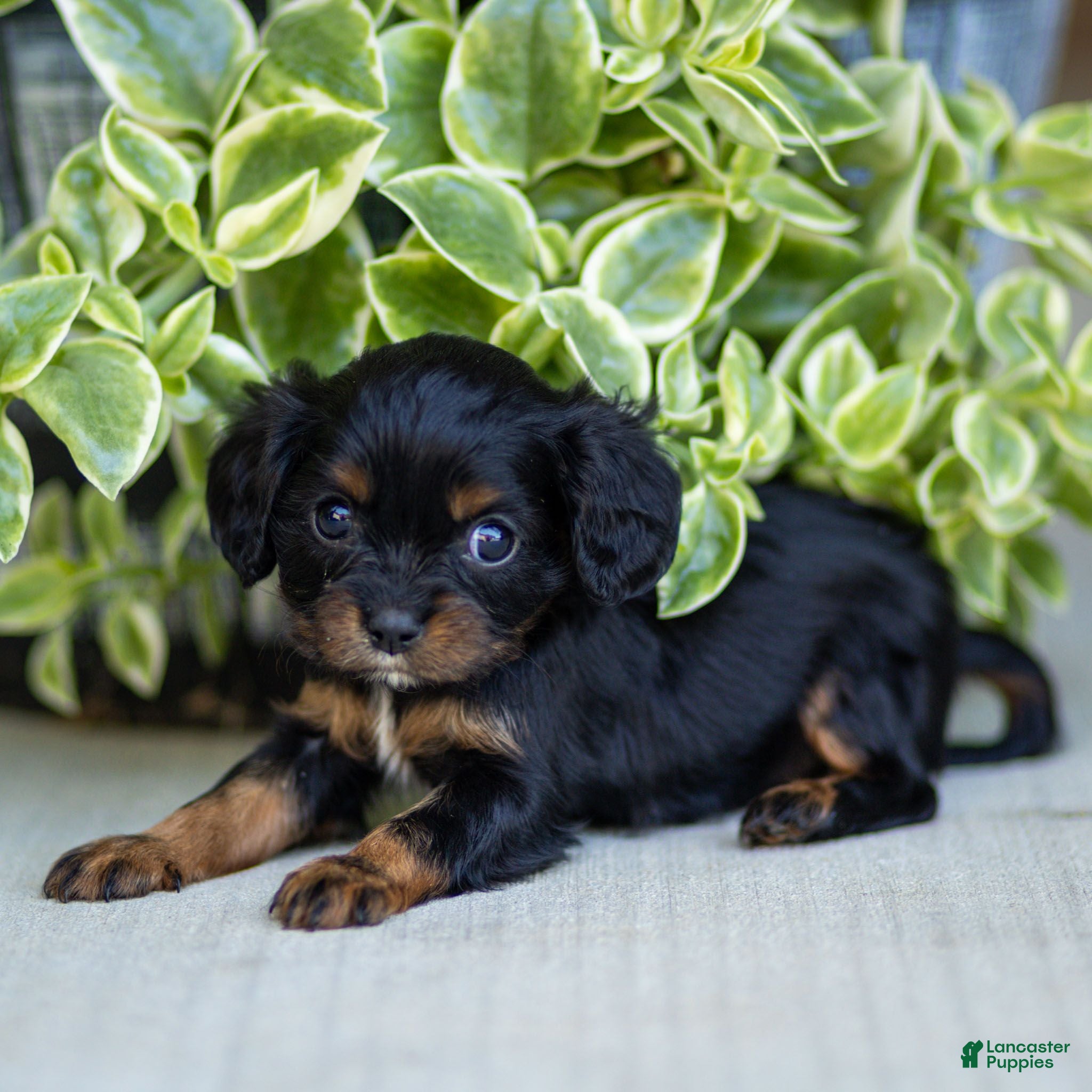 Cavalier King Charles Spaniel dogs Abby - Ad 2