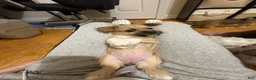 Mixed Breed dogs for sale: Boots - Ad 5