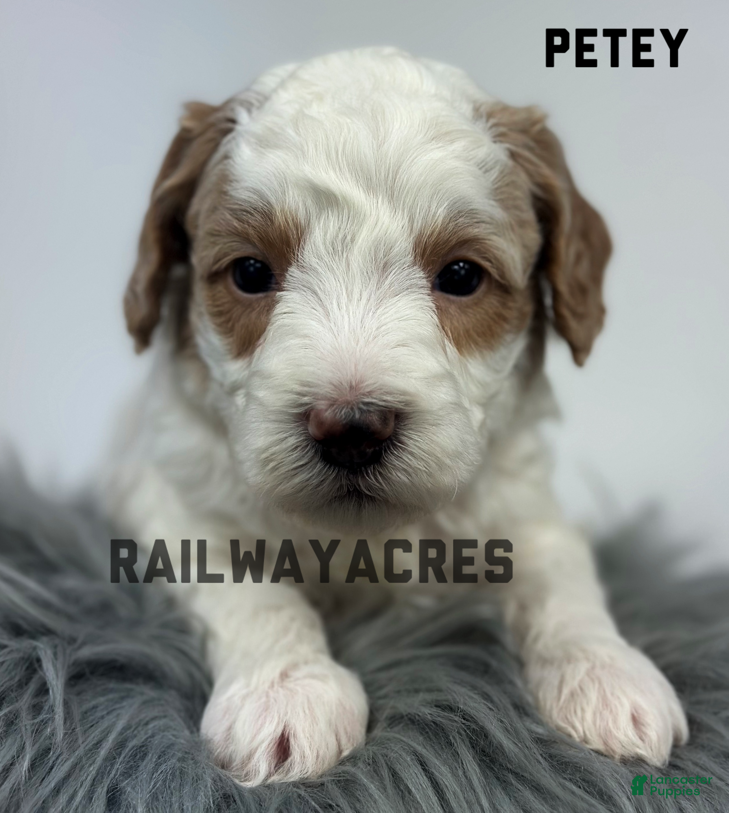 Goldendoodle dogs Petey- F1b Mini  - Ad 38