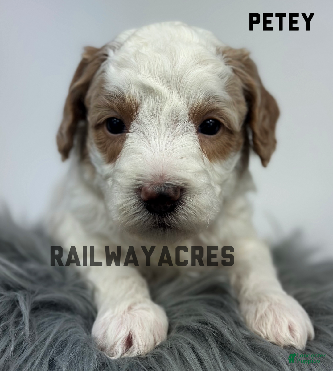 Goldendoodle dogs for sale: Petey- F1b Mini  - Ad 2