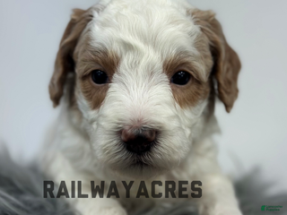 Goldendoodle dogs Petey- F1b Mini - Ad 38