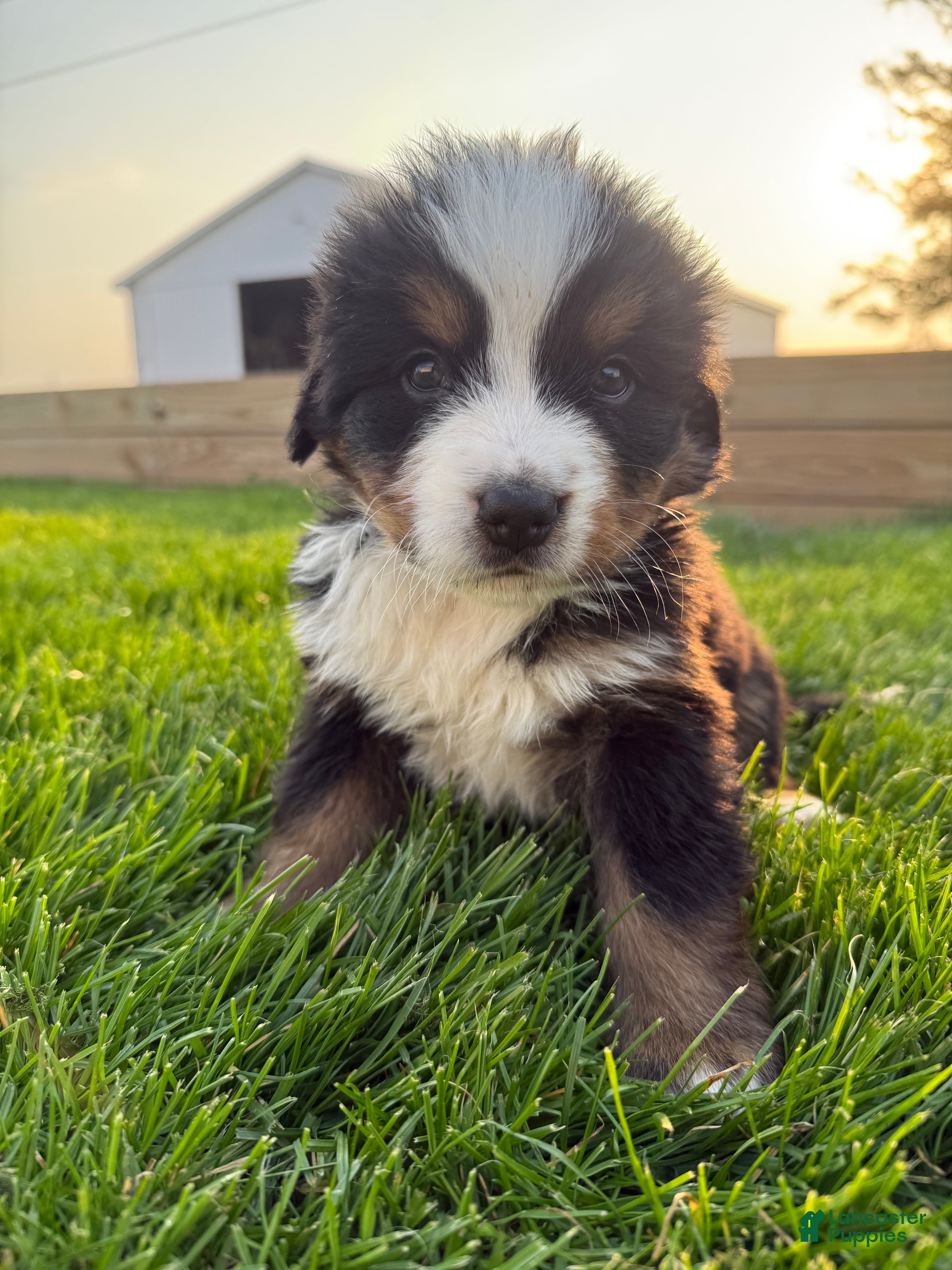 Bernese Mountain Dog dogs Bruce - Ad 5