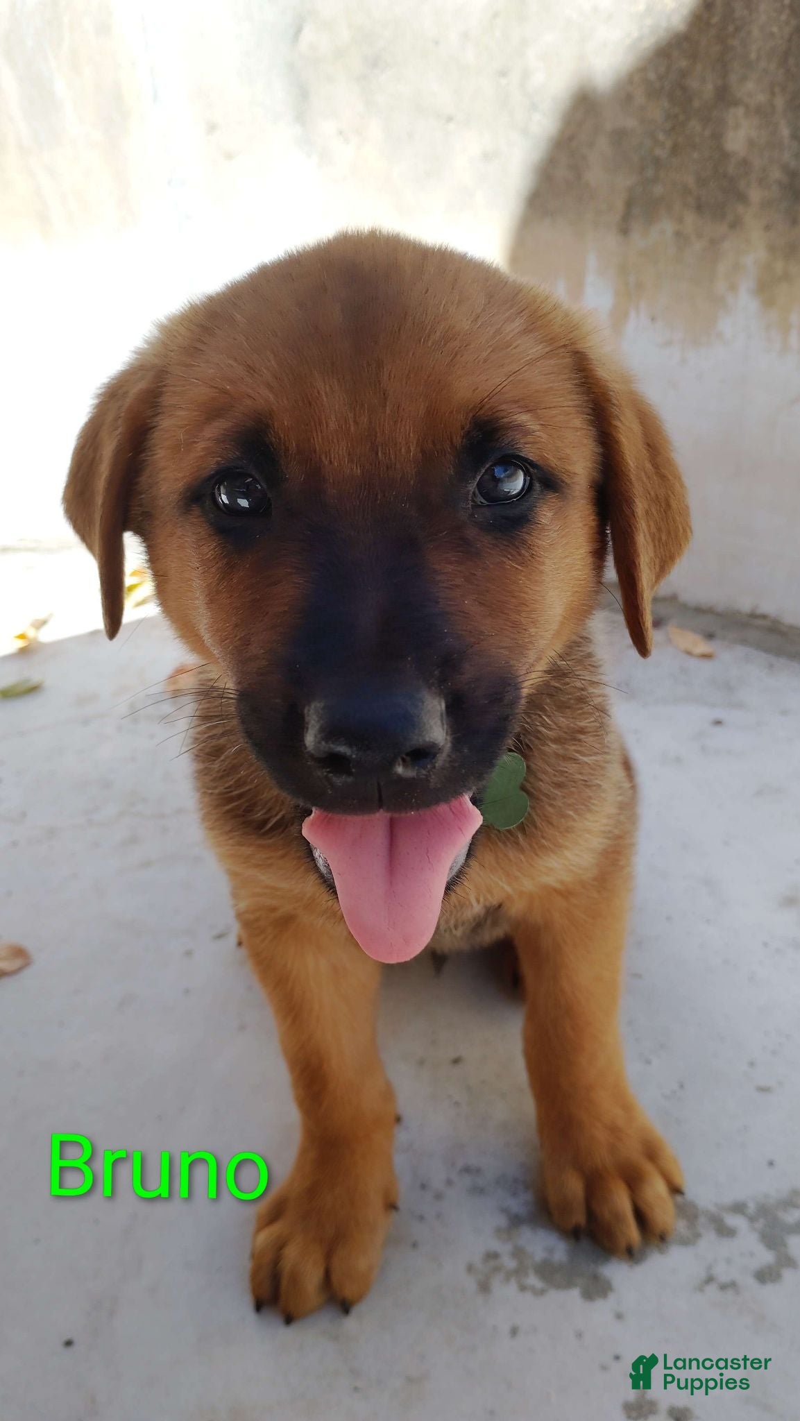 Belgian Malinois dogs Belgian Malinois 1 Bruno - Ad 7