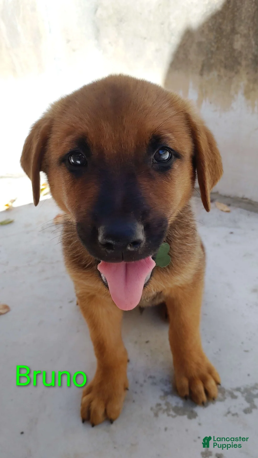 Belgian Malinois dogs for sale: Belgian Malinois 1 Bruno - Ad 1