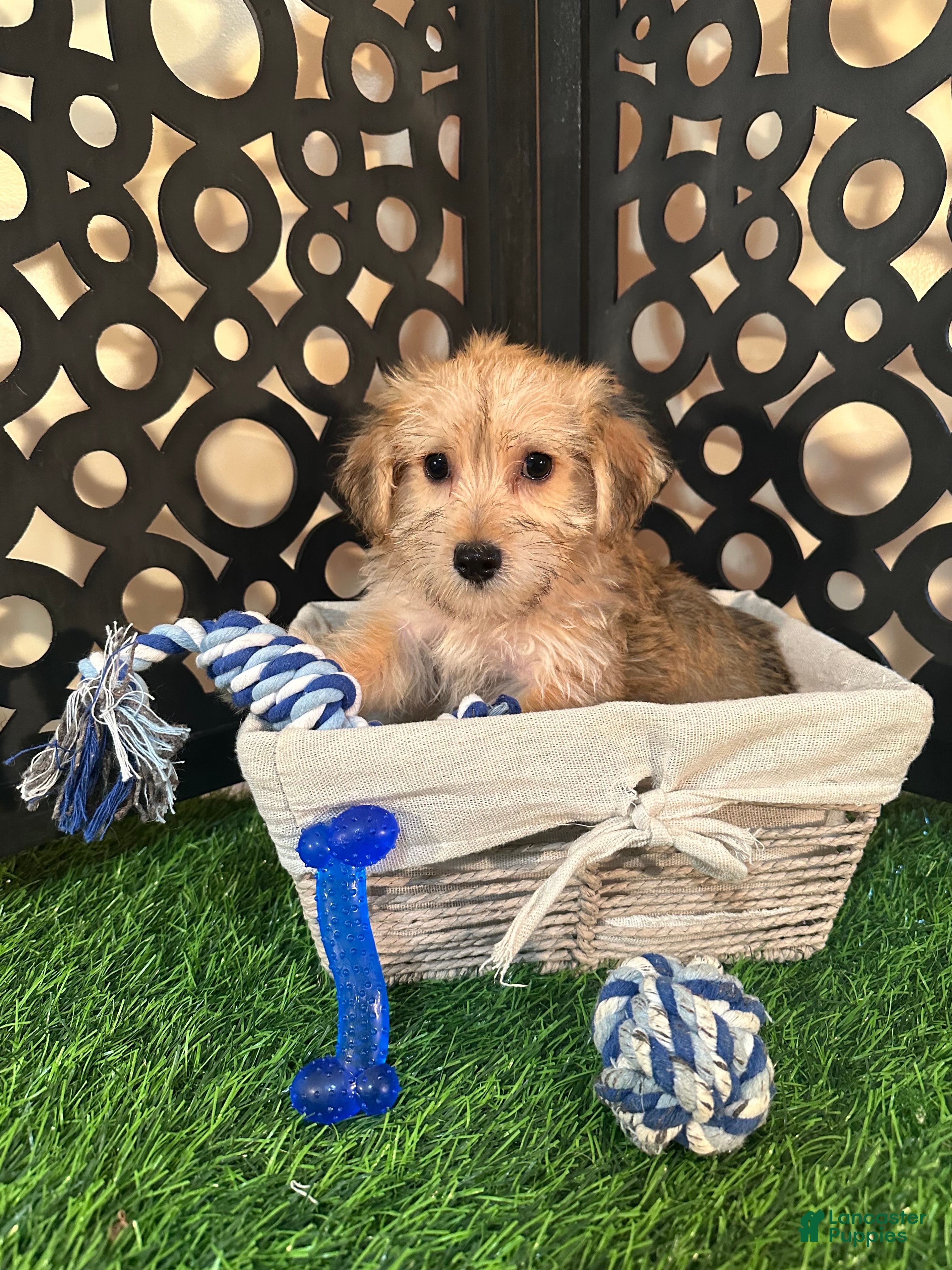 Yochon dogs Gabriel Precious Yochon Puppy - Ad 2