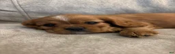 Mixed Breed dogs for sale: Scarlette - Ad 4