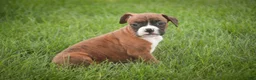 Boxer dogs for sale: Frank - Ad 7