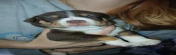 Mixed Breed dogs for sale: Mixed Breed 3 - Ad 1