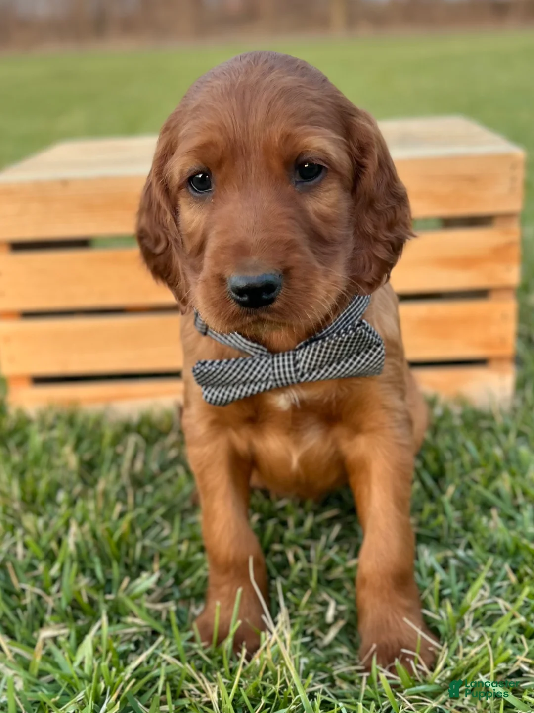 Irish Setter dogs for sale: Finnley - Ad 1
