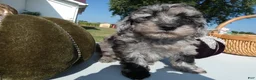 Toy Poodle dogs for sale: Toy Poodle 4 Cappuccino - Ad 4