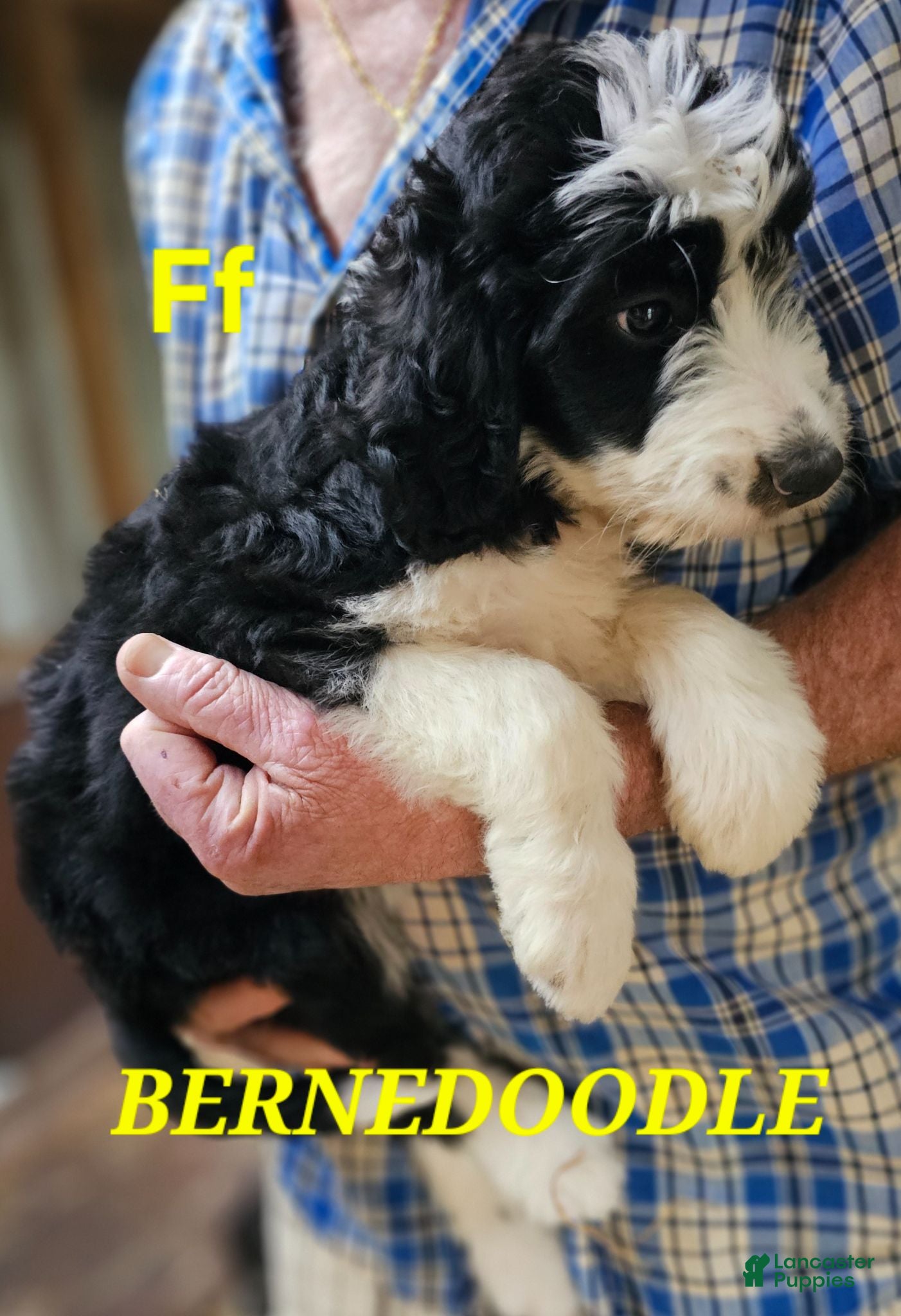 Bernedoodle dogs Bernedoodle  - Ad 2