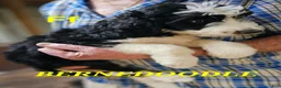 Bernedoodle dogs for sale: Bernedoodle  - Ad 4