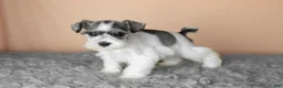 Miniature Schnauzer dogs for sale: Spot  - Ad 3