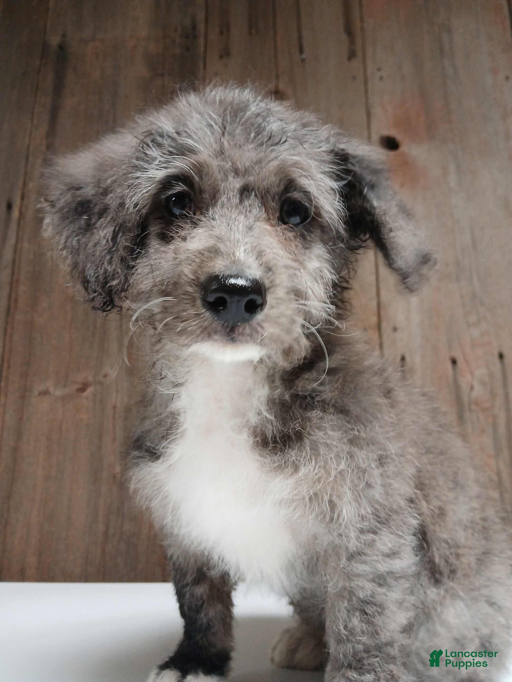 Bernedoodle dogs Emma-Jean, An Adventurous Blue Merle Girl - Ad 6
