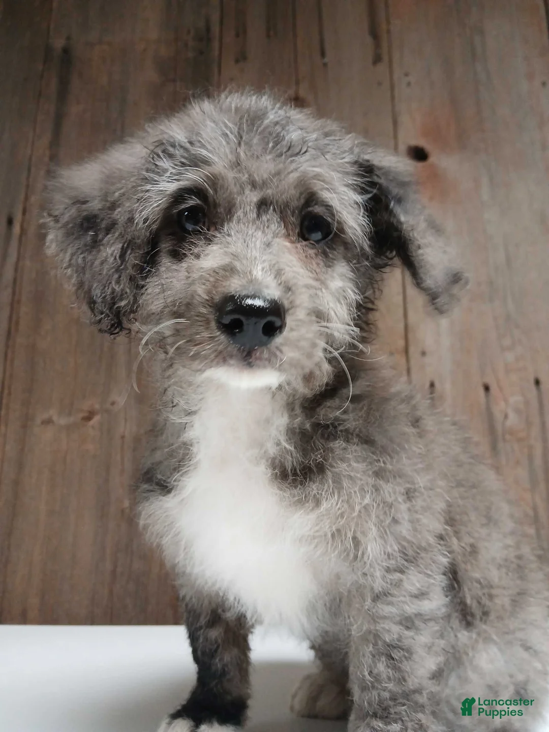 Bernedoodle dogs for sale: Emma-Jean, An Adventurous Blue Merle Girl - Ad 1