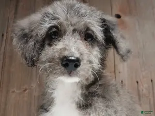 Bernedoodle dogs Emma-Jean, An Adventurous Blue Merle Girl - Ad 6