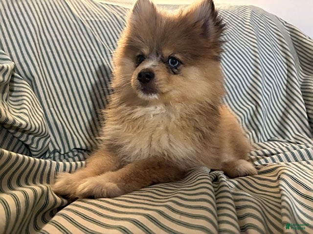 Pomsky dogs Fluffy - Ad 2