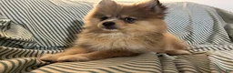 Pomsky dogs for sale: Fluffy - Ad 2