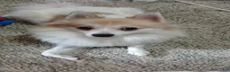 Pomeranian dogs for sale: Elsa  - Ad 7