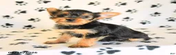 Yorkshire Terrier dogs for sale: June - Ad 3